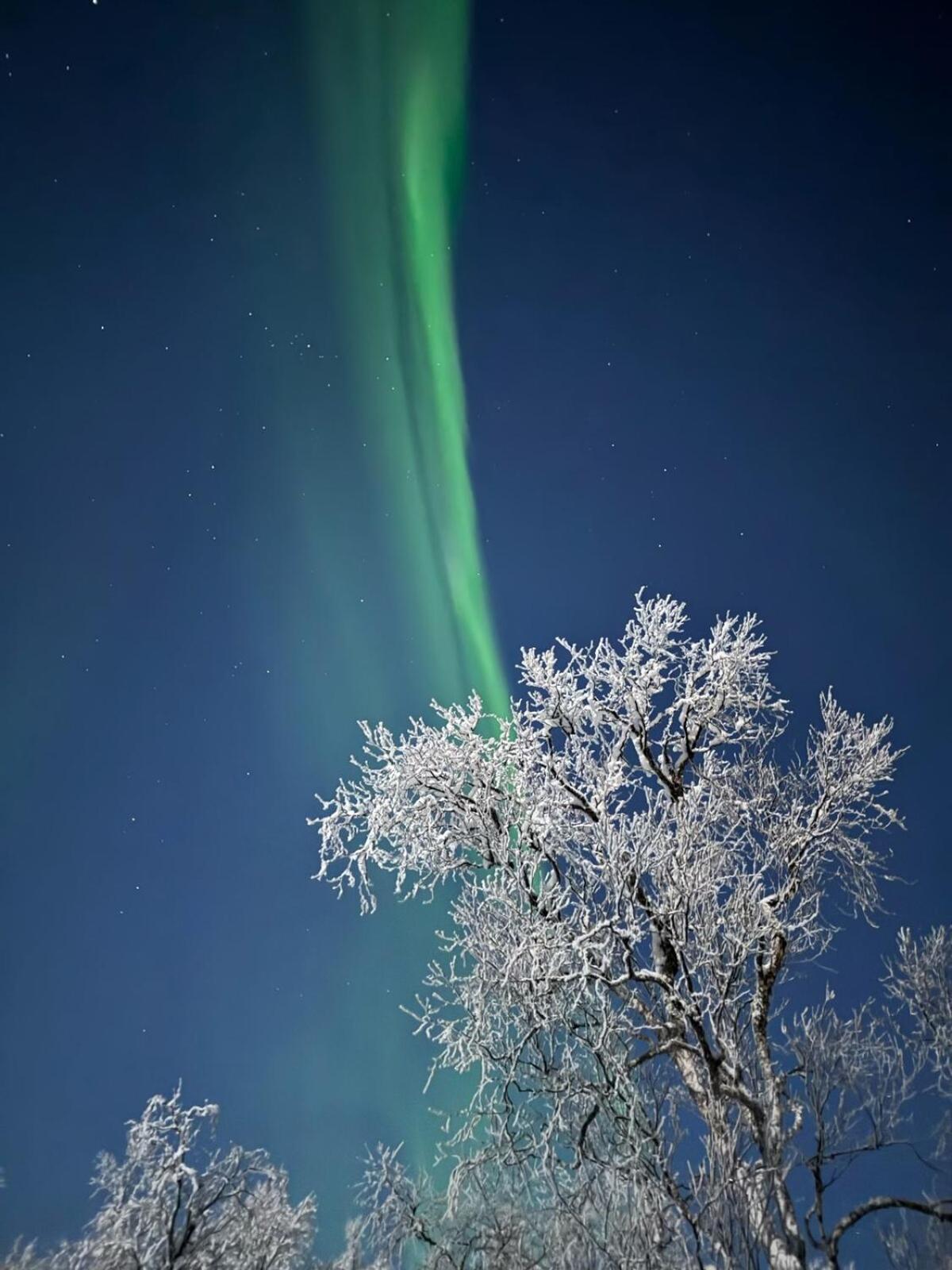 Trivelig Hytte I Senja. Bagian luar foto
